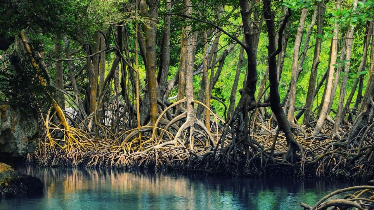 Caño Hondo : Los Haitises Sunrise or Sunset Private Kayak Excursion with Locals — Guided tour and outdoor activity