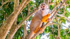 Von Bayahibe: Halbtägige Monkeyland-Safari — Guided tour and outdoor activity
