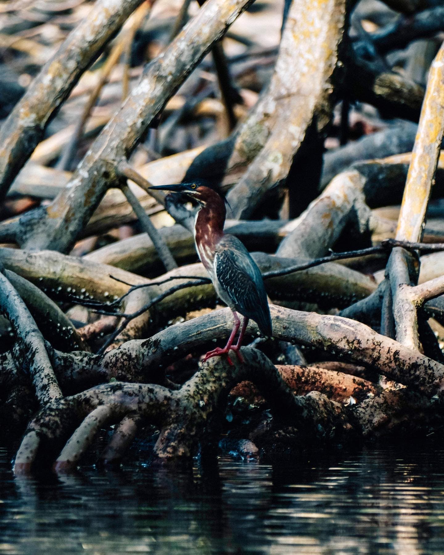 Kayaking in Los Haitises National Park from Caño Hondo | 4-Hour Guided Tour — Guided tour and outdoor activity