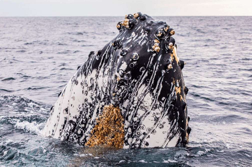 Why Humpback Whales Gather in Groups in Samaná Bay