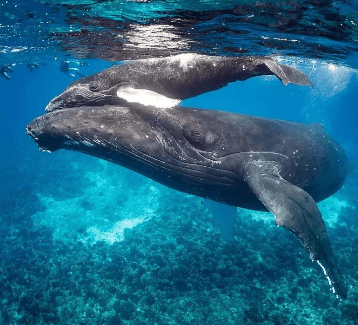 Why Do Humpback Whales Breach in Samaná Bay?