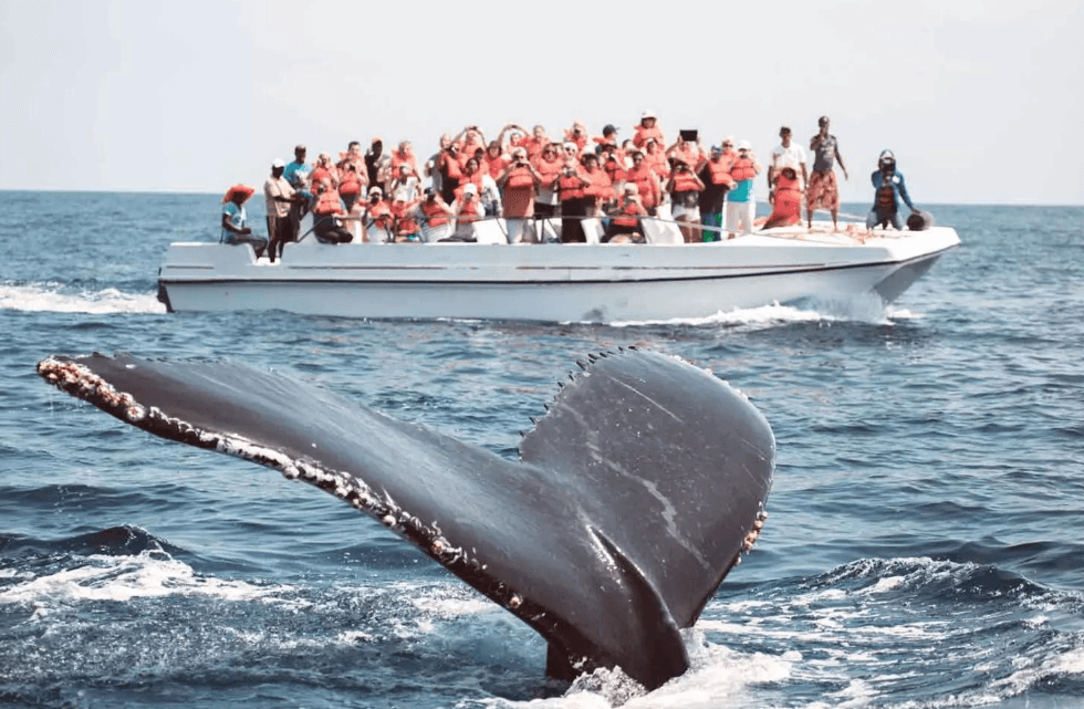 Samaná Whale Watching 2027: Complete Visitor Guide