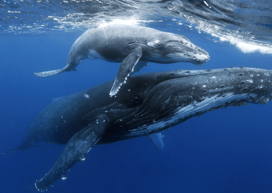 Samaná Whale Watching 2027