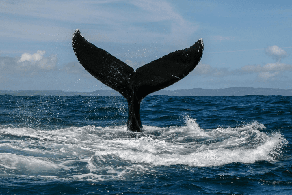 Samaná Whale Watching With Kids: Family Guide 2027