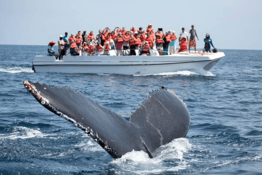 Samaná Whale Watching 2027: Tips for Your Trip