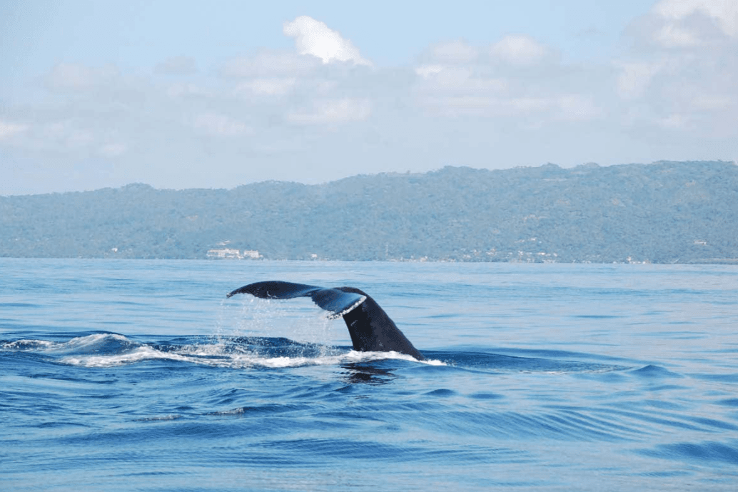 See Humpback Whales in Samaná: Planning Guide for 2027