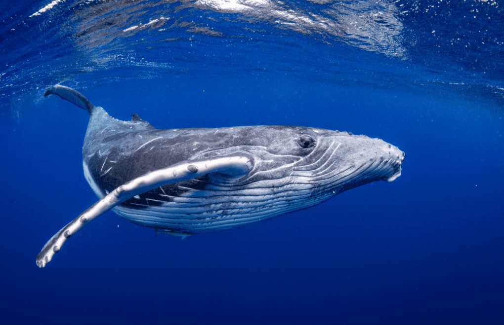 How Underwater Noise Affects Humpback Whales