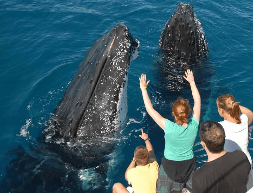 Whale Watching in Samaná with Kids: Family Guide 2027
