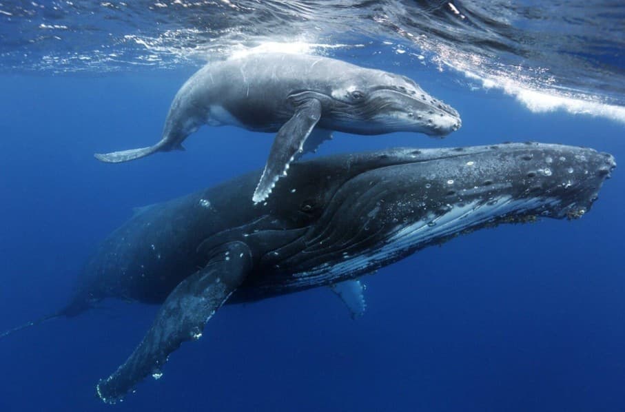 Samaná Whale Watching 2027: Complete Visitor Guide