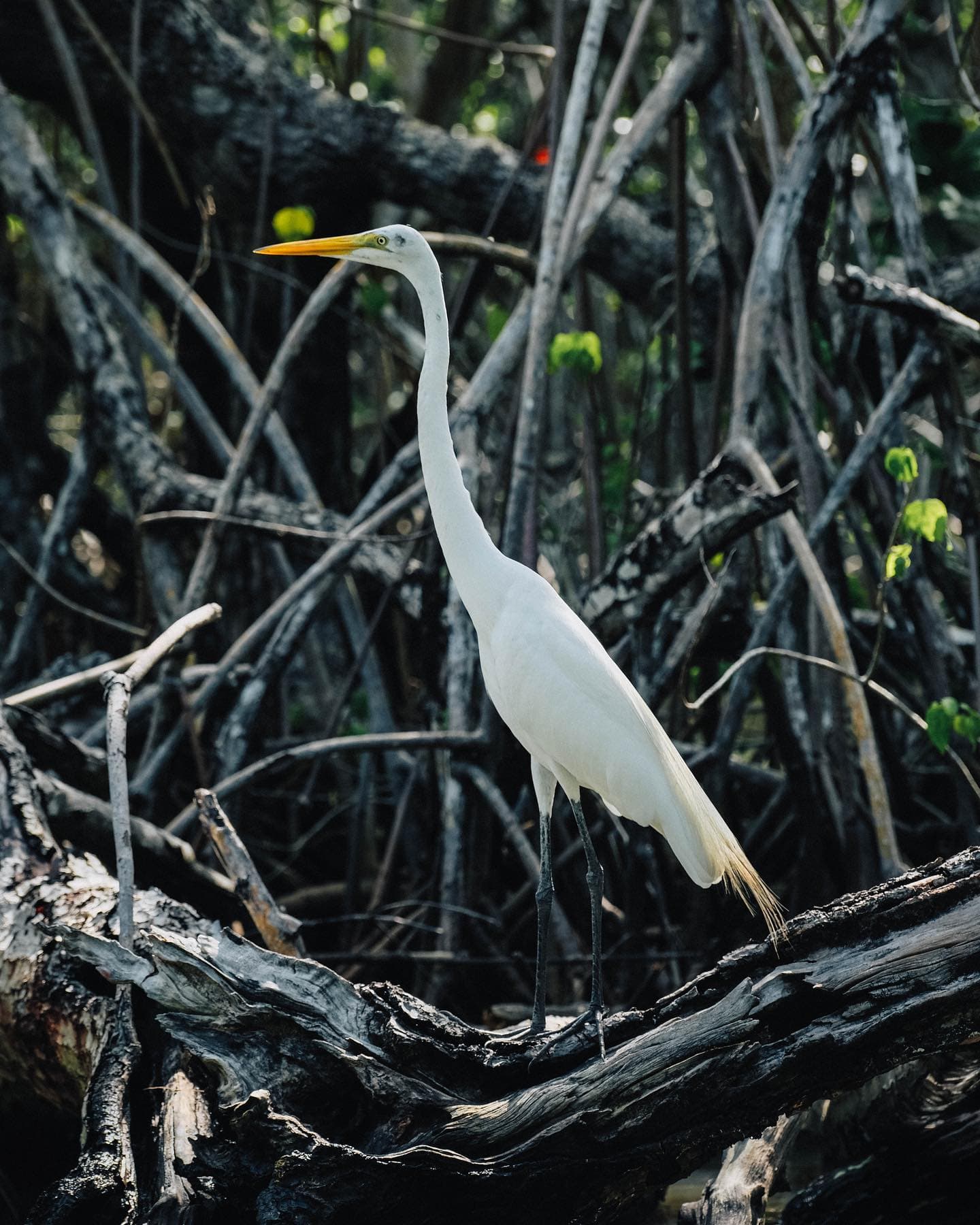 Sabana de la Mar: Los Haitises Park Bike and Boat Tour — Guided tour and outdoor activity