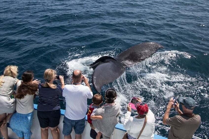 Whale Watching from Punta Cana: Half-Day Tour — Guided tour and outdoor activity