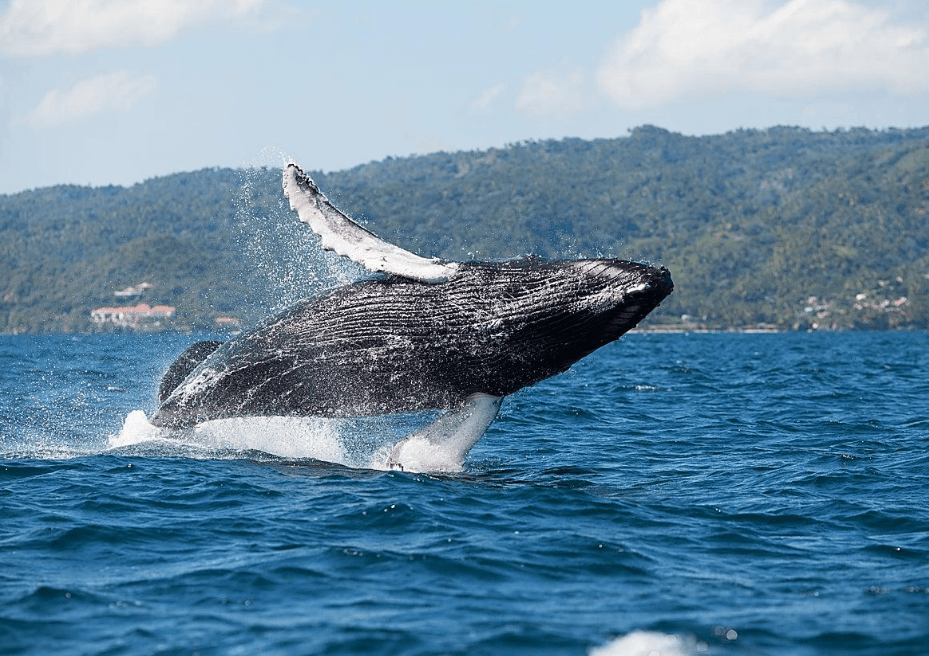 Punta Cana to Samaná Whale Watching Guide 2027