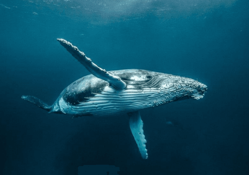 How to Choose the Best Whale-Watching Tour in Samaná