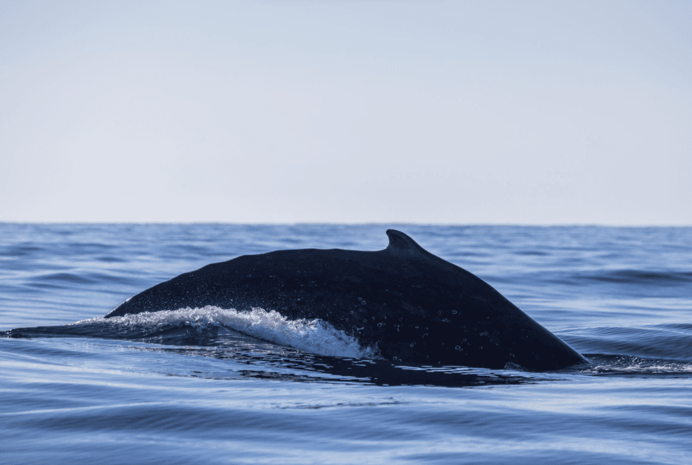 How Do Humpback Whales Navigate Across the Ocean?