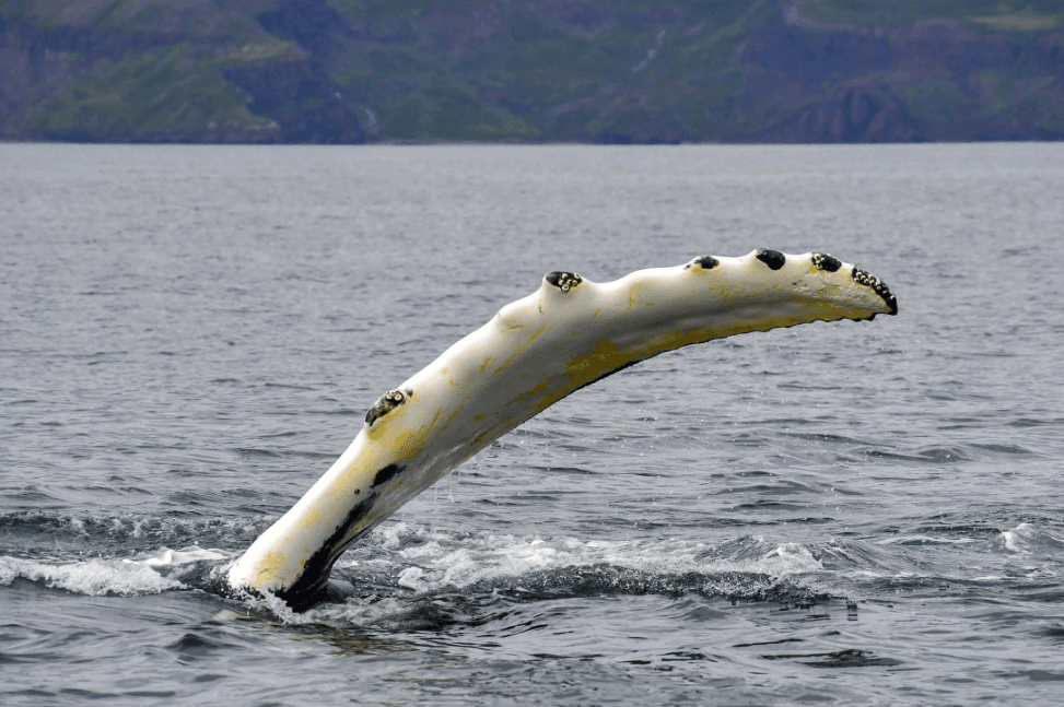 Do Whales Visit Samaná Every Year? Migration Explained