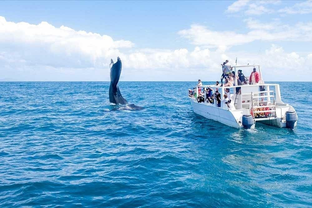 Samaná Whale Watching 2027: Season & Tour Guide