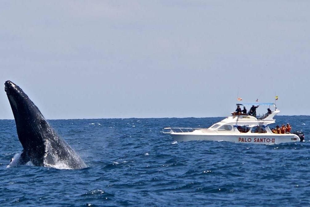 Dominican Republic Whale Watching: Samaná Travel Guide
